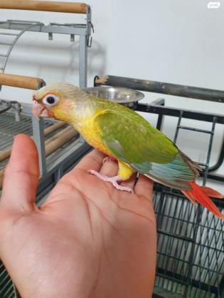 למכירה קוניור גרינציק אננס האכלת