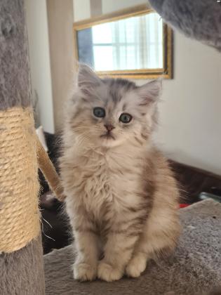 גורה סקוטי שיער ארוך לבן