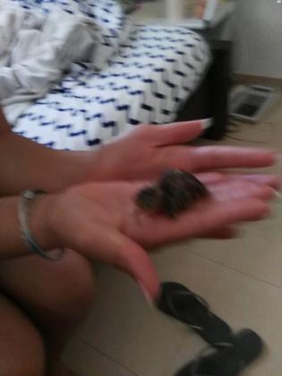 שלווים יפניים כשרים הנקבות מטילות