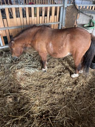 פוני שטלנד מסורס בן 5