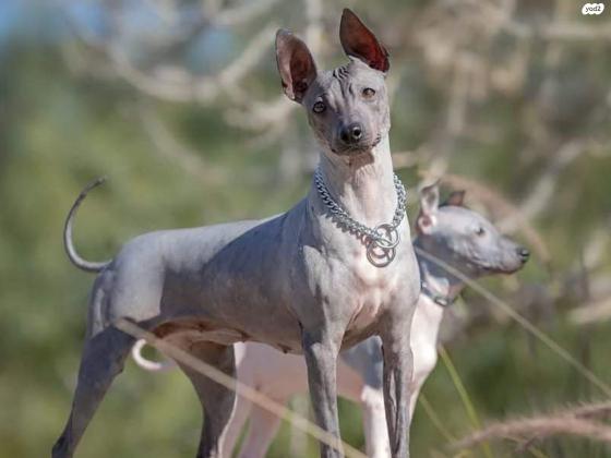 גורים של טרייר אמריקאי חסר שיער (קירח)