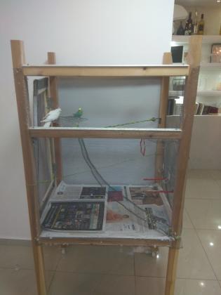 למכירה תוכי מסוג קוקטייל לבן