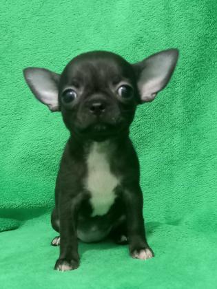 גודל כף יד, פיצית אמתית