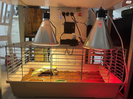 צב אדום רגל (redfoot) קטן ומתוק