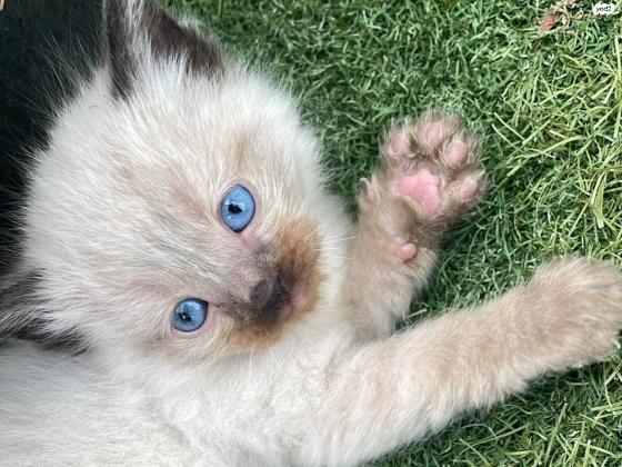 גורי הימלאיה גזעיים וחמודים למכירה