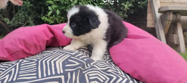 למכירה גורי בורדר קולי גזעיים ומתועדים