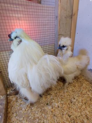 זוג תרנגולות משי אירופאי בני