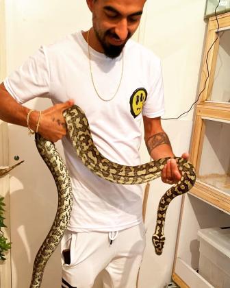 פיתון שטיח רגיל ליידים אוכל