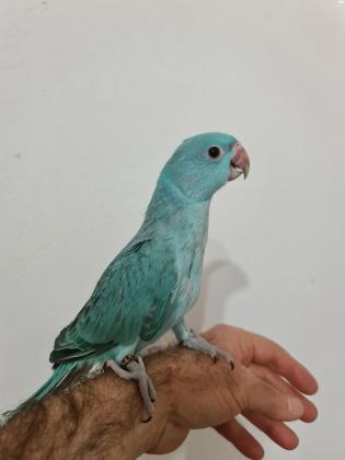 דררה כחולה, האכלת יד ברמה גבוהה מביצה