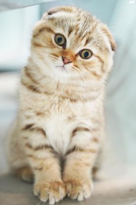 סקוטי פולד נולד ב13/2/22 מהמם