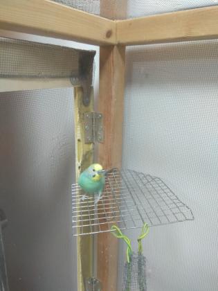 למכירה תוכי מסוג קוקטייל לבן