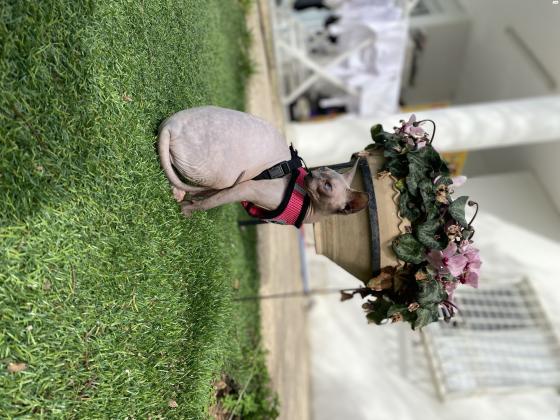 חתולת ספינקס קנדי למכירה קיבלה