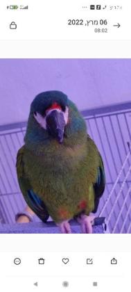 תוכי ארה ננסי זן מיוחד