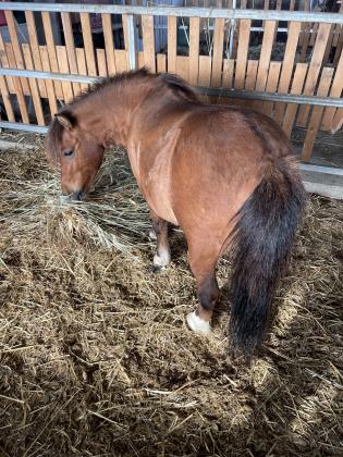 פוני שטלנד מסורס בן 5