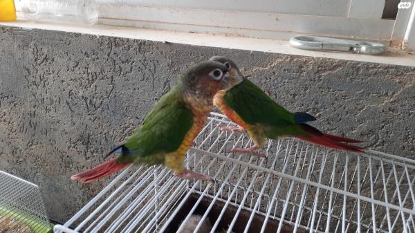 למכירה קוניור גרינציק בן כ3