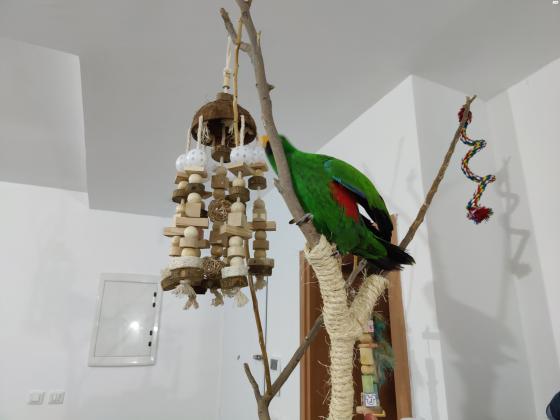 אקלקטוס זכר האכלת יד ברמה