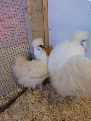 זוג תרנגולות משי אירופאי בני