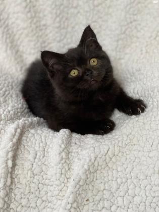 בריטי בן 3 חודשים חום