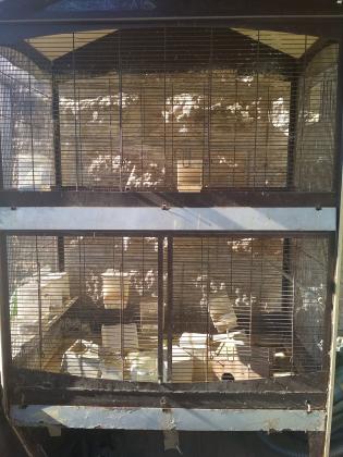 ווליר במצב מצויין רק הרגל