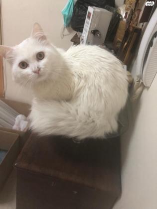 חתול שיראזי נקבה גיל שנתיים