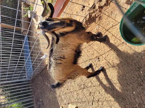 תיש בן שנה בריא וחזק