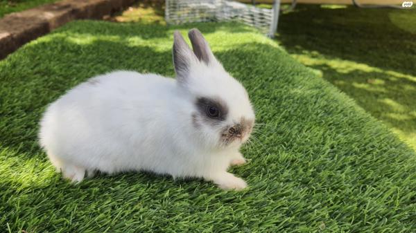 למכירה גורי ארנבות ננסיות הולנדיות