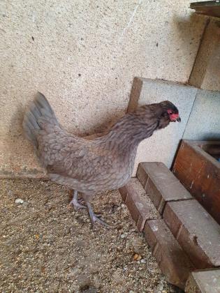 למכירה תרנגולת צעירה מסוג אורקנה