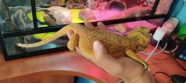 למכירה:חרדון מזוקן צהובכתום יפייפה!...