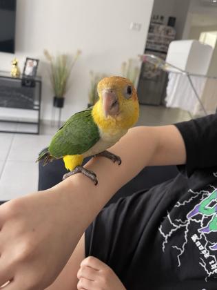 קאיק גינגי בן 4 חודשים