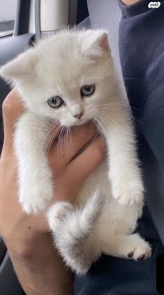 חתולים סקוטי בני חודשיים ,