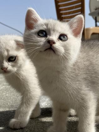 חתולים סקוטי בני חודשיים ,
