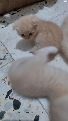 למכירה גורים סקוטים זכרים ונקיבות