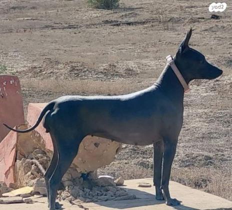 גורים של טרייר אמריקאי חסר שיער (קירח)