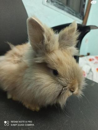 ארנבת ראש אריה מיוחדת מאוד