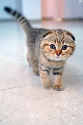 סקוטי פולד נולד ב13/2/22 מהמם