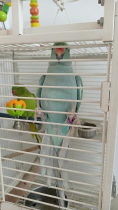 דררות כחולה וירוקה אכלת יד