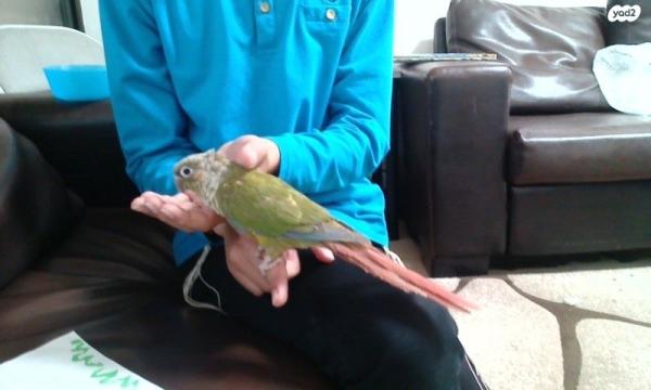 תוכי גרינצ'יק קוניור האכלת יד