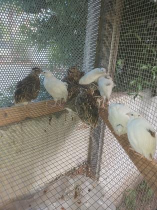 שלווים יפניים כשרים הנקבות מטילות