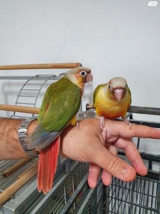 למכירה קוניור גרינציק אננס האכלת