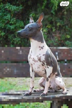 גורים של טרייר אמריקאי חסר שיער (קירח)