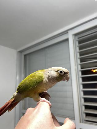 תוכי גרין צ״יק האכלת יד