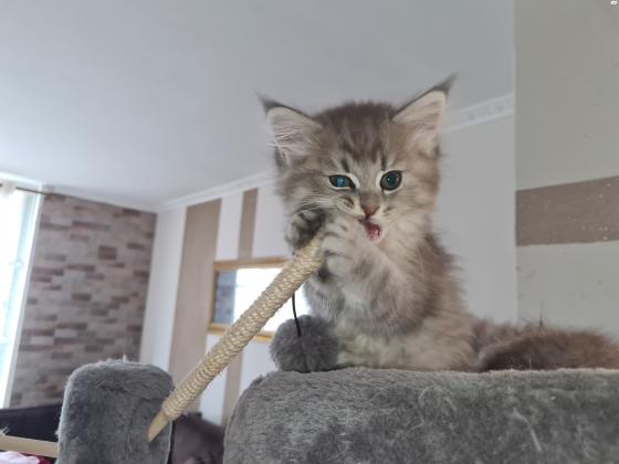 גורה סקוטי שיער ארוך לבן