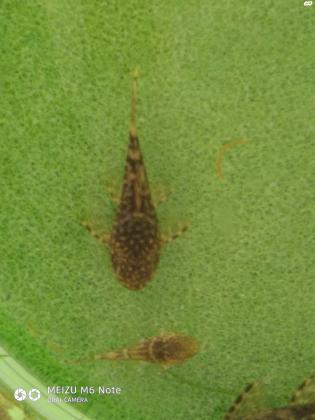 דג אנציטרוס, קטנים גדל 1