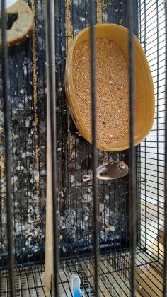 זוג פינק זברה עובדים הזכר