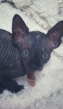 גורי ספינקס למכירה נקבות וזכרים