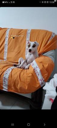 פיטבולית רד נאוז ובולי בת שנה