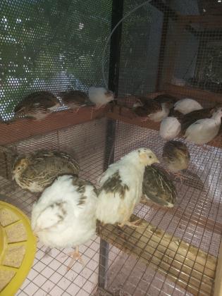 שלווים יפניים כשרים הנקבות מטילות