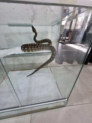 פיתון שטיח רגיל ליידים אוכל