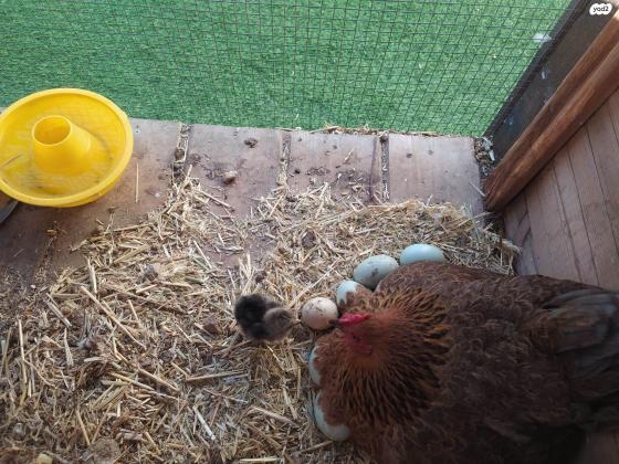 תרנגולות קוצינים בוגרות ויפות