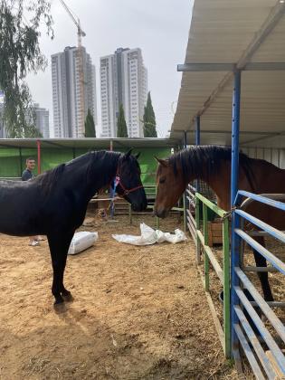 סוס ערבי טהור גזע בריא